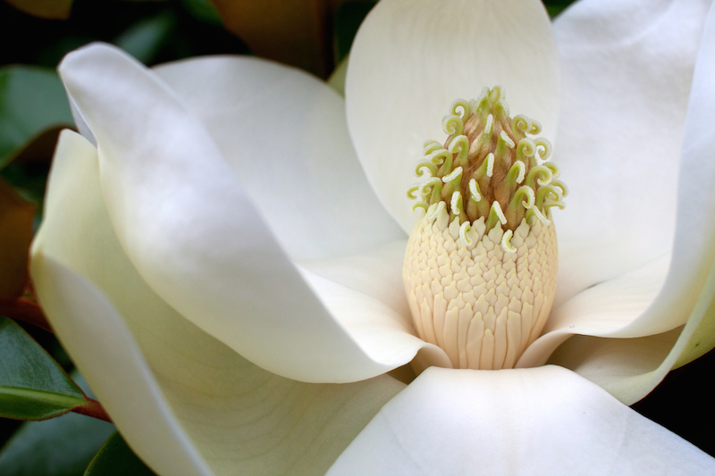 magnolia-flower-mississippiTree-Flowe-46560496